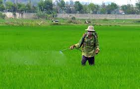 Nhiều loại sâu bệnh phát sinh gây hại lúa Đông Xuân giai đoạn phân hóa đòng
